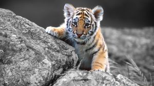 26-02-17-baby-tiger-wallpapers2442
