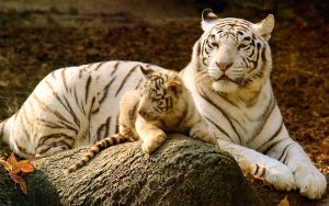 26-02-17-baby-tiger-wallpapers2444