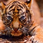 26-02-17-baby-tiger-wallpapers2447