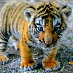 26-02-17-baby-tiger-wallpapers2448