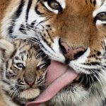 26-02-17-baby-tiger-wallpapers2450