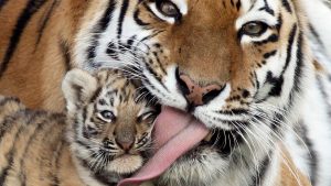26-02-17-baby-tiger-wallpapers2450