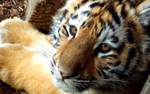 26-02-17-baby-tiger-wallpapers2453