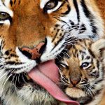 26-02-17-baby-tiger-wallpapers2454