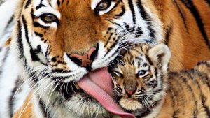 26-02-17-baby-tiger-wallpapers2454