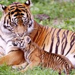 26-02-17-baby-tiger-wallpapers2483