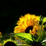 26-02-17-beautiful-sunflower16749