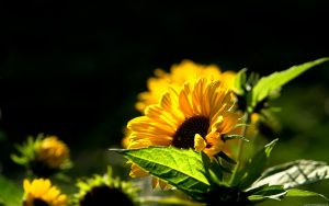 26-02-17-beautiful-sunflower16749
