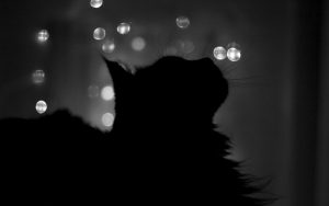 26-02-17-black-cat-wallpaper10056