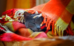 26-02-17-cat-sleep-blanket11638