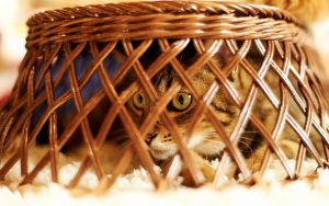 26-02-17-cute-cat-basket13724