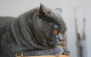 26-02-17-fluffy-grey-cat14334