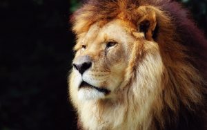 26-02-17-king-lion11873-
