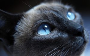 26-02-17-light-blue-eye-cat16900