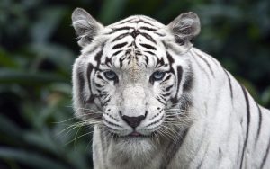 26-02-17-white-tiger-background11802