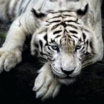 26-02-17-white-tiger-hd18533
