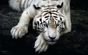 26-02-17-white-tiger-hd18533