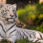 26-02-17-white-tiger15323