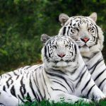 26-02-17-white-tiger6524