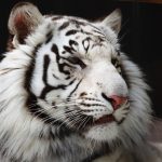 26-02-17-white-tiger6525