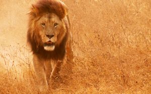 27-02-17-african-lion-pi-ctures15305