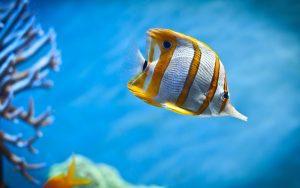 27-02-17-aquarium-fish-background17874