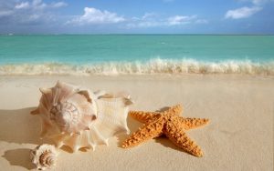 27-02-17-beach-starfish13081