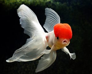 27-02-17-beautiful-goldfish-pictures13363