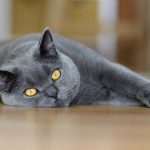 27-02-17-beautiful-gray-cat-photo12984