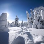 Trees covered with snow, Lapland, Finland