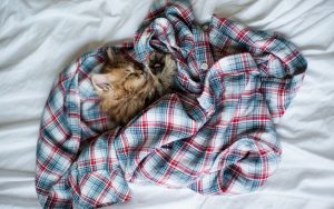 27-02-17-bed-shirt-kitten-cat11401