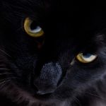 27-02-17-black-cat-pictures9582