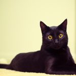 27-02-17-black-cat11788