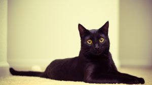 27-02-17-black-cat11788
