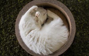 27-02-17-cat-basket-sleep14872