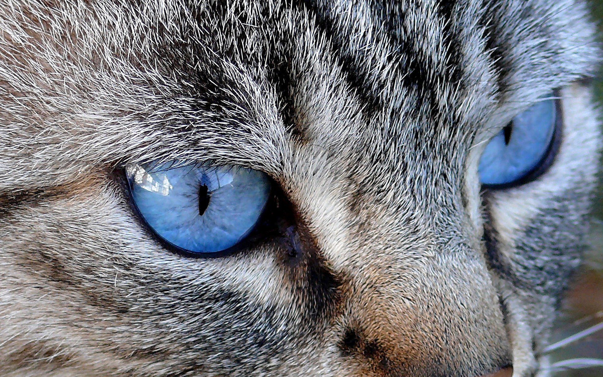 кот голубые глаза шерсть скачать