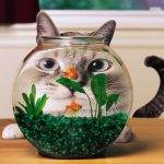27-02-17-cat-goldfish-aquarium15092