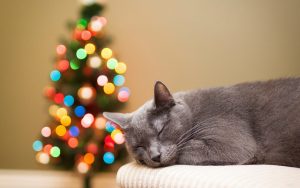 27-02-17-cat-gray-rest-christmas-tree-lights-bokeh-holiday-new-year14699