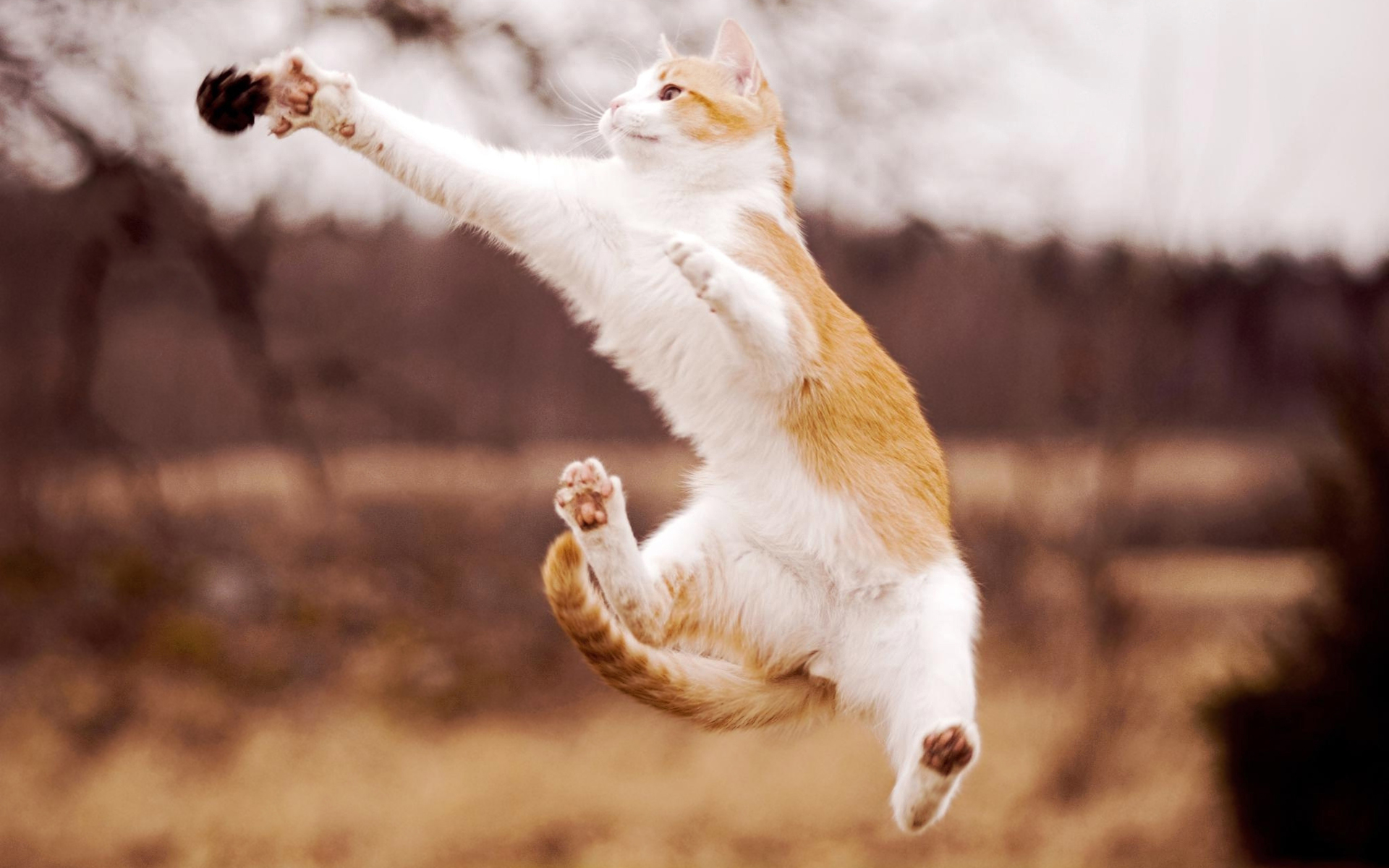 котенок прыжок kitten jump загрузить