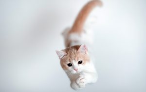 27-02-17-cat-jump11127