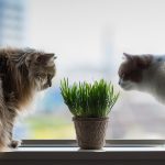 27-02-17-cats-window10814