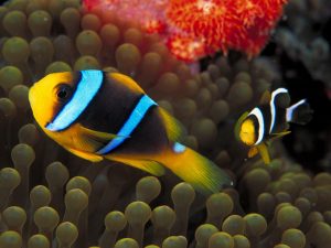 27-02-17-clown-fish-picture12821