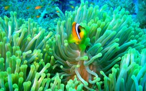 27-02-17-clownfish-and-anemone11721