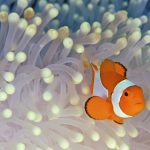 27-02-17-clownfish-anemone16972