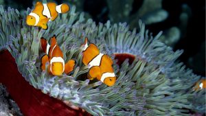27-02-17-clownfish-pictures17099