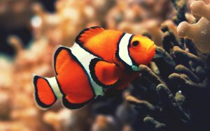 27-02-17-clownfish-underwater17934
