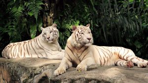 27-02-17-couple-white-tigers16838