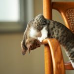 27-02-17-cute-cat-chair14915