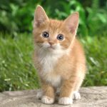 27-02-17-cute-cat-kitten13849