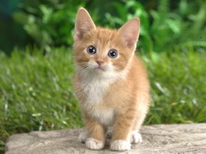 27-02-17-cute-cat-kitten13849